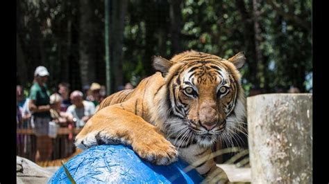 Enjoy the Day at Naples Zoo