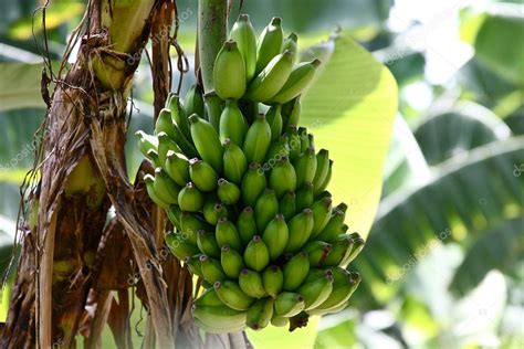 Banana plantation Stock Photo by ©AbElenaa 39849545