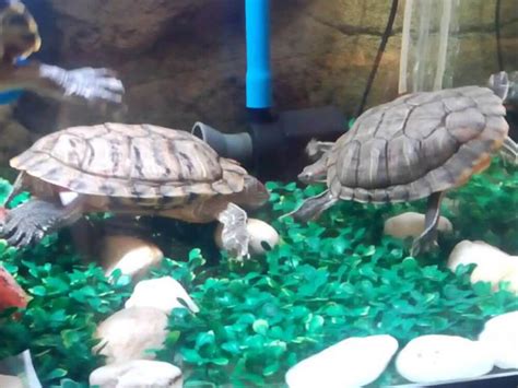 Terrapin Care Guide | UK Pets