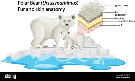 Polar Bear Body Parts Diagram