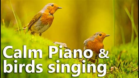 Relaxing Music - Calm Piano Music with Birds Singing - YouTube