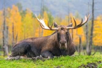 Fairbanks Wildlife Parks | See Wildlife Up Close | ALASKA.ORG