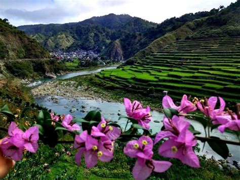 Banaue Rice Terraces - When NOT to Explore this Highlight of the Philippines