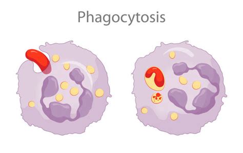 170+ Phagocytosis Stock Illustrations, Royalty-Free Vector Graphics & Clip Art - iStock