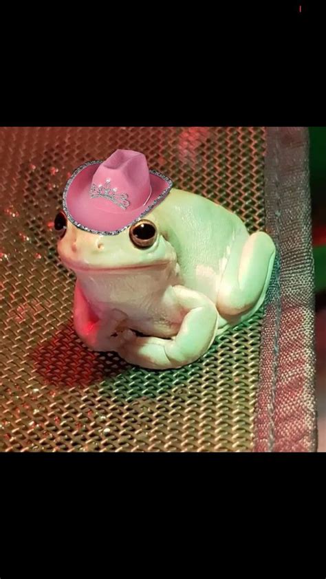 Cute Pictures Of Frogs With Hats - img-doozy