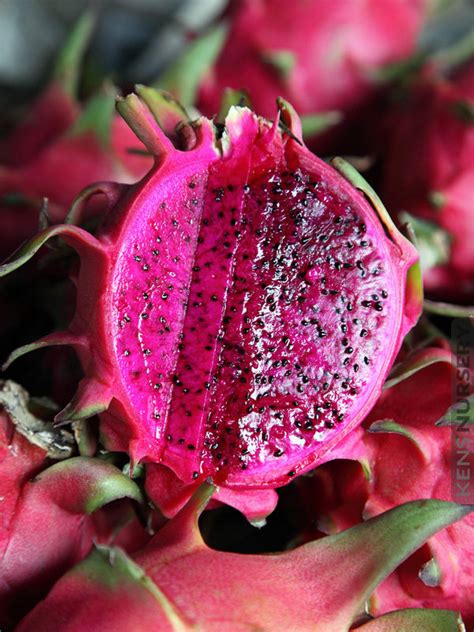 Super Sweet Pink Dragon Fruit Cactus Plant – Kens-Nursery