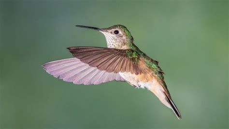 Hummingbird Anatomy 101 - HummingbirdHobbyist