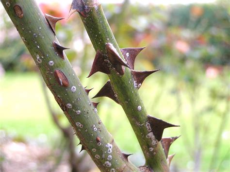 Rose Thorns Free Stock Photo - Public Domain Pictures