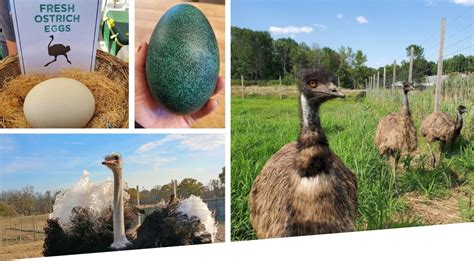 Raising Unusual Egg-Layers, From Duck to Ostrich to Emu - Scenic Hudson