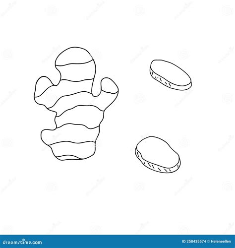 Ginger Root, Whole, Slices and Powder in Spoon Simple Outline Vector Illustratio Stock Vector ...