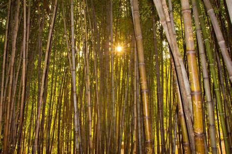 Sunset Through the Bamboo | Picture Birmingham