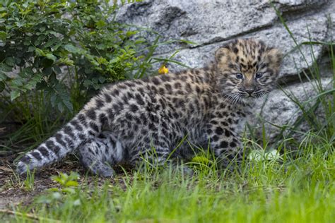 Critically Endangered Amur Leopard Twin Cubs Born At US Zoo