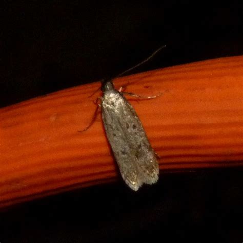 Palmerworm Moth | Flickr - Photo Sharing!