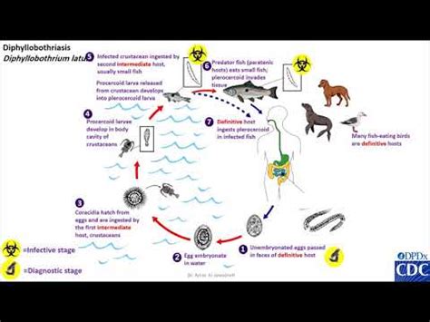 Diphyllobothrium Latum Life Cycle