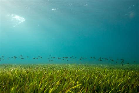 The importance of ocean meadows | Blue Marine Foundation