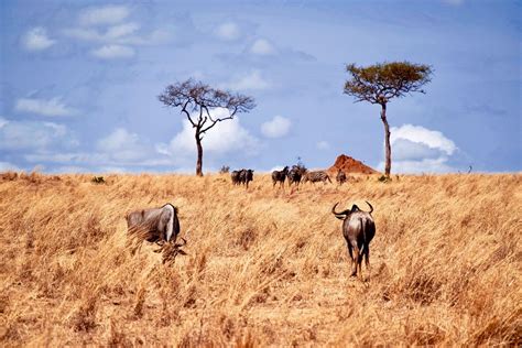 Mikumi National Park - Safari Tanzania