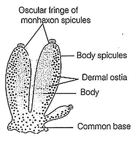 Animal Diversity- I Paper - I B. Sc.- I Zoology : Phylum -Porifera Chart