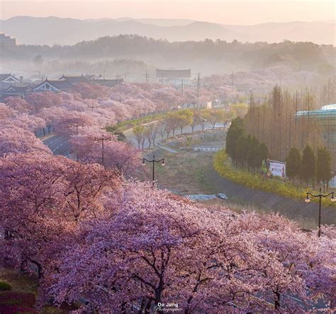 Cherry blossoms along a road in Gyeongju, North Gyeongsang Province [1440×1351] : SouthKoreaPics