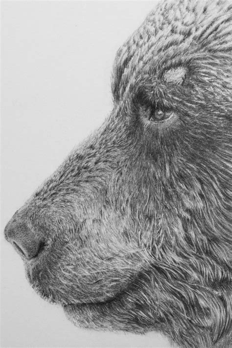 Pencildrawing - Ussuri Brown Bear on Behance