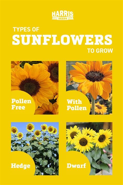 Types of Sunflowers To Grow | Types of sunflowers, Summer flowers ...