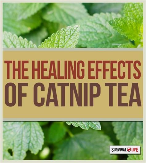 The Healing Properties of Catnip Tea | Survival Fitness