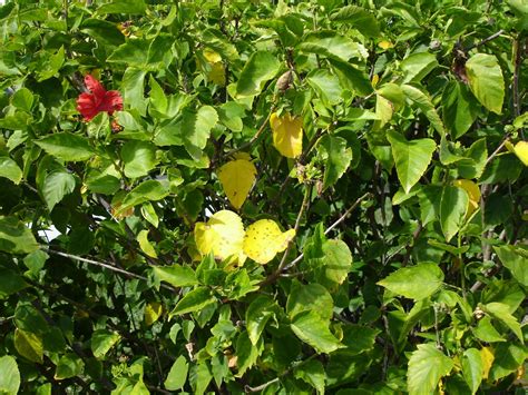 Coming Soon to a Landscape Near You….Yellowing Leaves on Hibiscus and ...