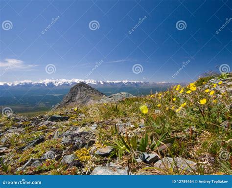 Rocky Mountains and Flowers Stock Photo - Image of blue, wildflower: 12789464