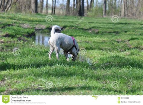 Dog mud bath stock photo. Image of concentrate, adorable - 114090008