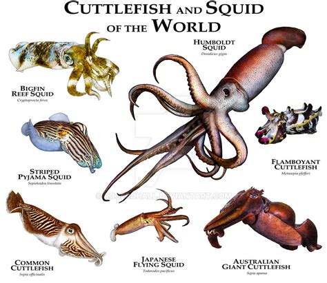 Cuttlefish and Squid of the World by rogerdhall on DeviantArt