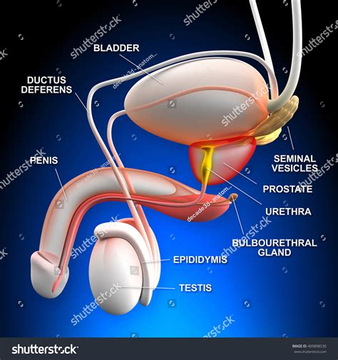 Male Reproductive System - 3d Illustration - 409898530 : Shutterstock