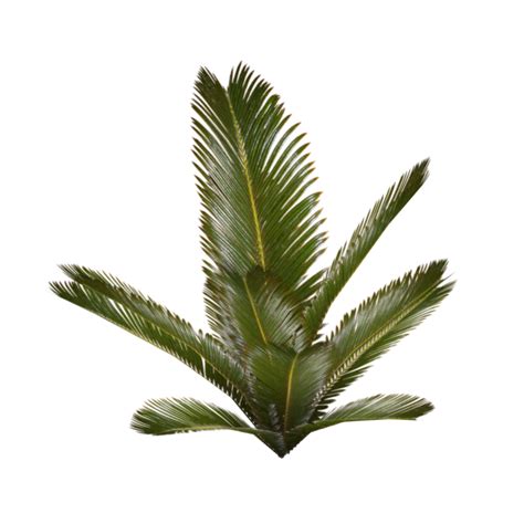 Palm Fern (Wild Design) | ZT2 Download Library Wiki | Fandom powered by Wikia