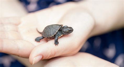 Tiny Pet Turtle Species