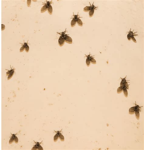 Are these drain flies coming out of my bathroom drains