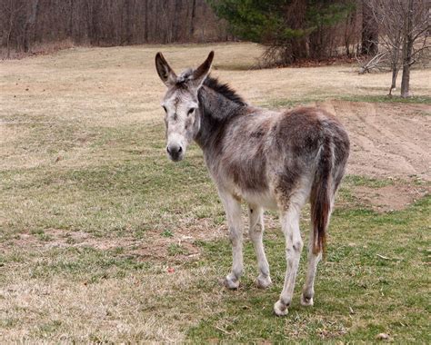 Day 69 Donkey rear view | Donkeys are so cute! Wish I had on… | Flickr