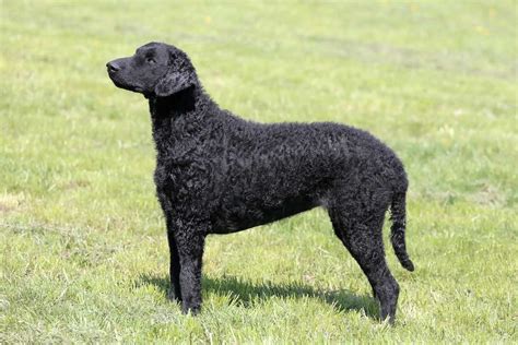 Curly Coated Retriever (character, nutrition, care)