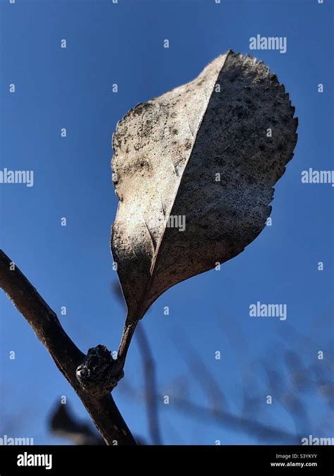Autumn Leaf, clinging Stock Photo - Alamy