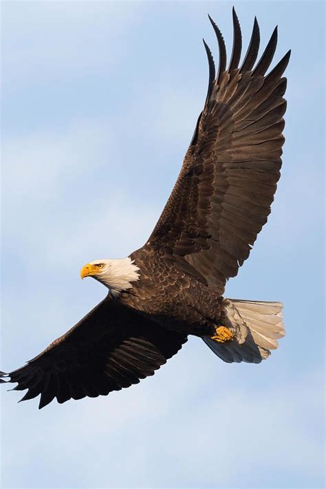 Soaring American Bald Eagle by Bill Wakeley | Eagle pictures, American bald eagle, Bald eagle