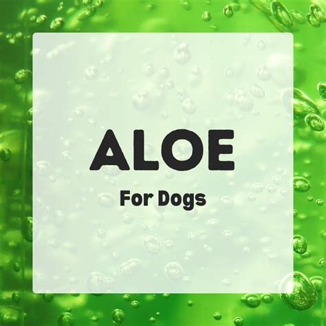 Aloe Vera for Dogs - Dog Nutrition DB