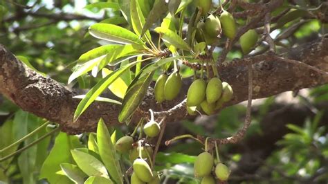 இலுப்பை மரம்(Mahua Tree) | YIB