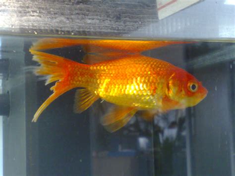 How To Treat Goldfish Tail Rot - Robert Smith Hochzeitstorte