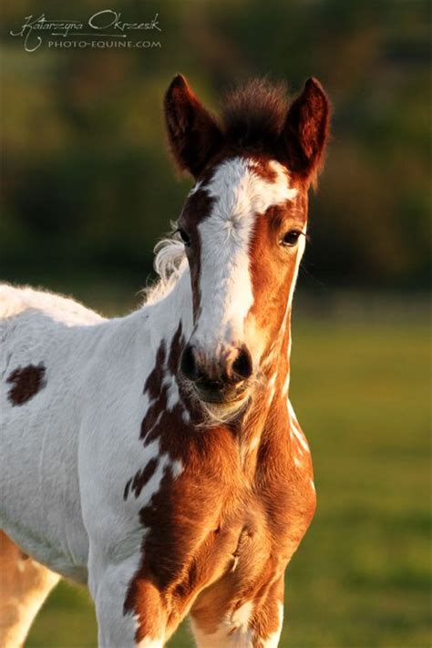 Pin on Beautiful Horses