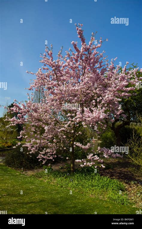 Ornamental Flowering Cherry Tree Prunus Accolade In Full Blossom Stock ...