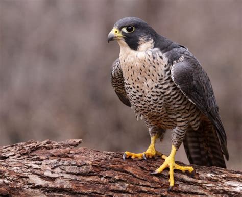 Falcon Facts, Types, Classification, Habitat, Diet, Adaptations