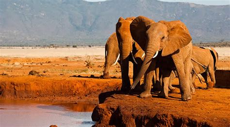 3 days Tsavo East Safari | Kenya Wildlife Safari Tours | Kenya Safari