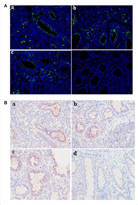 | Evaluation of the monoclonal antibody by immunofluorescence and ...