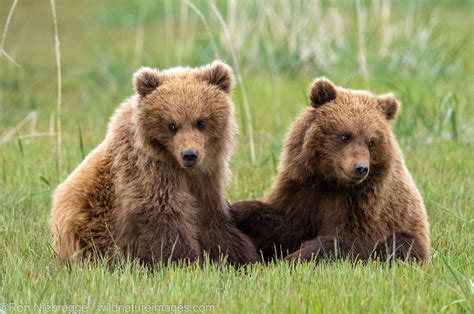 Grizzly Bear Cubs | Lake Clark National Park, Alaska. | Photos by Ron ...