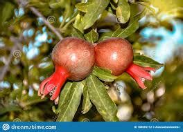 Wild pomegranate seeds : r/seedstore