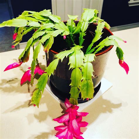 Christmas cactus blooming right on time! : r/plants