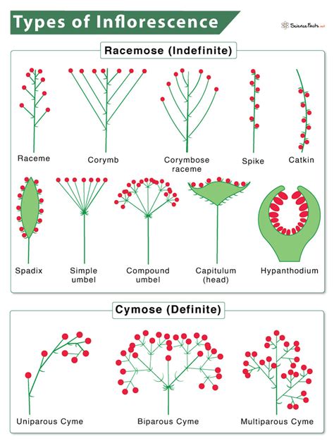 Inflorescence in Plants: Definition, Types, and Examples | Types of flowers, Plants, Umbel