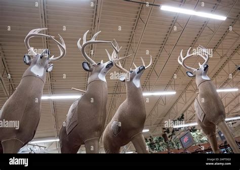 Life size 3-D archery targets and decoys for bowhunting season at Bass Pro Shops outdoors store ...